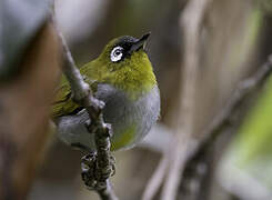 Black-capped White-eye