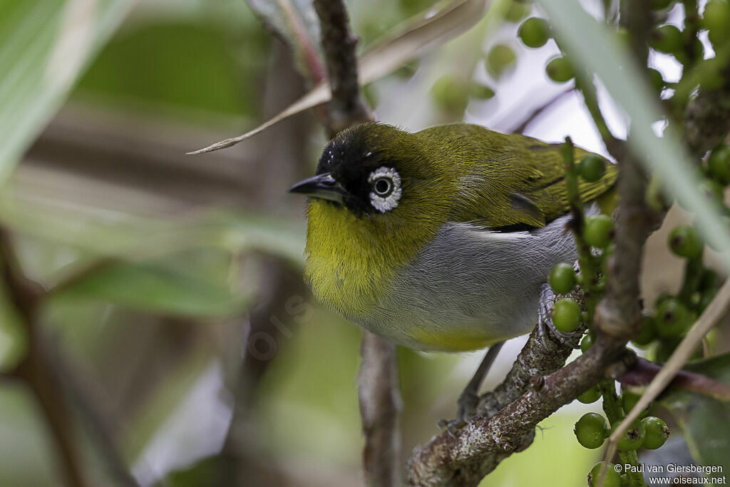 Black-capped White-eyeadult