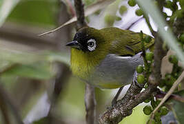 Black-capped White-eye