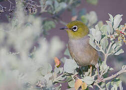 Silvereye