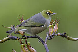 Silvereye