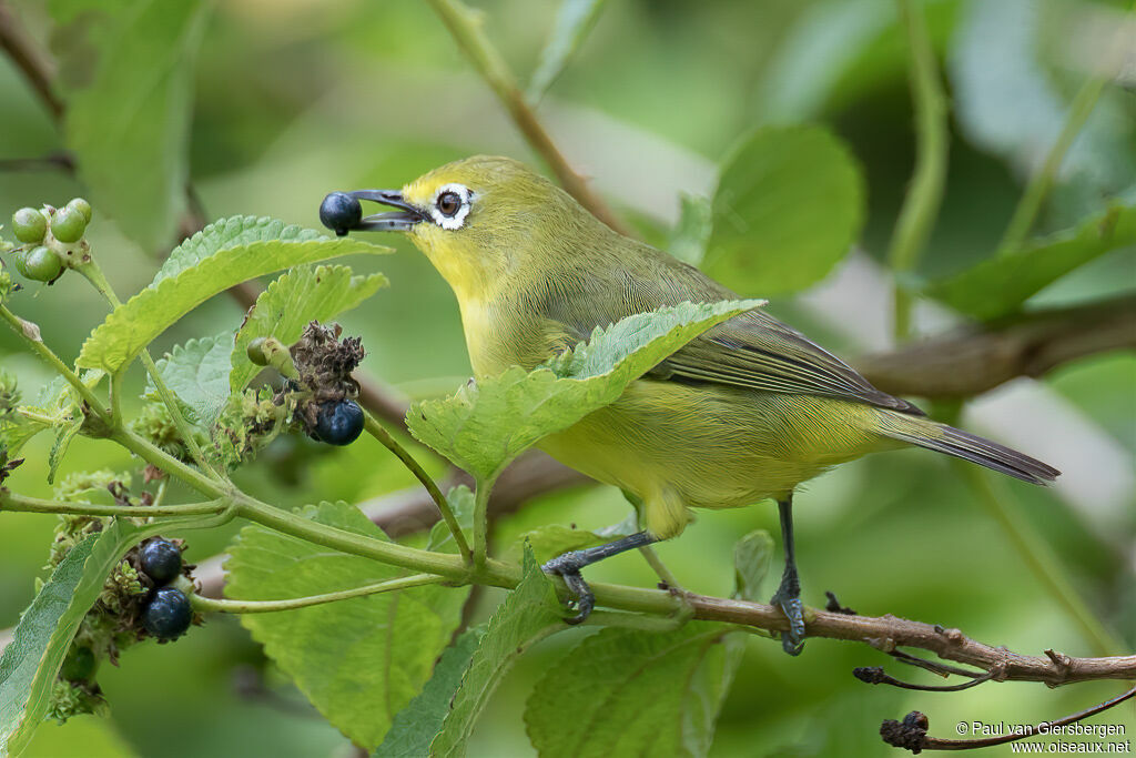 Zostérops à flancs jaunesadulte