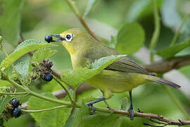 Pale White-eye