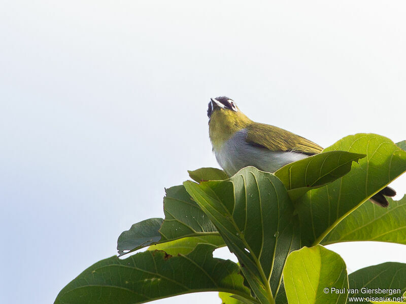 Black-crowned White-eye