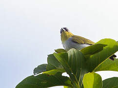 Black-crowned White-eye