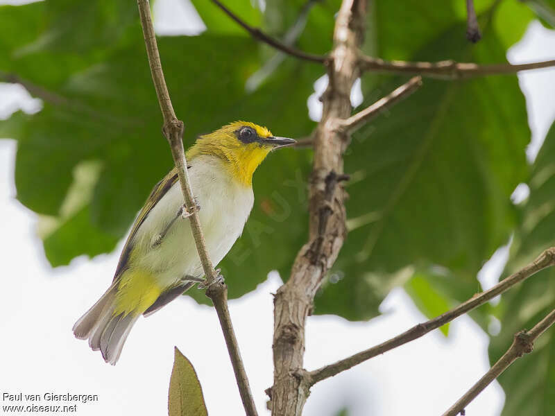 Black-ringed White-eyeadult