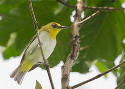 Black-ringed White-eye