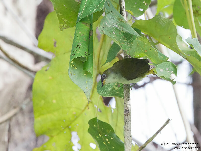 Cream-throated White-eye