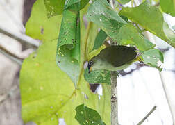 Cream-throated White-eye