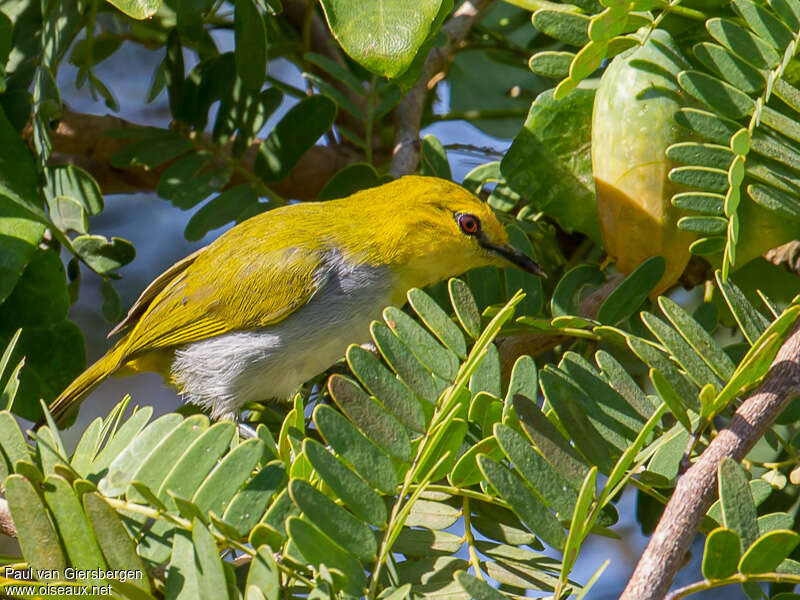 Yellow-ringed White-eyeadult, identification