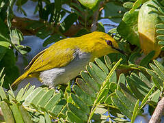 Yellow-ringed White-eye