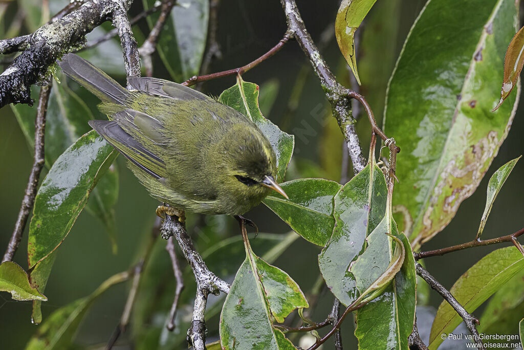 Mountain Blackeyeadult