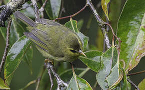 Mountain Blackeye