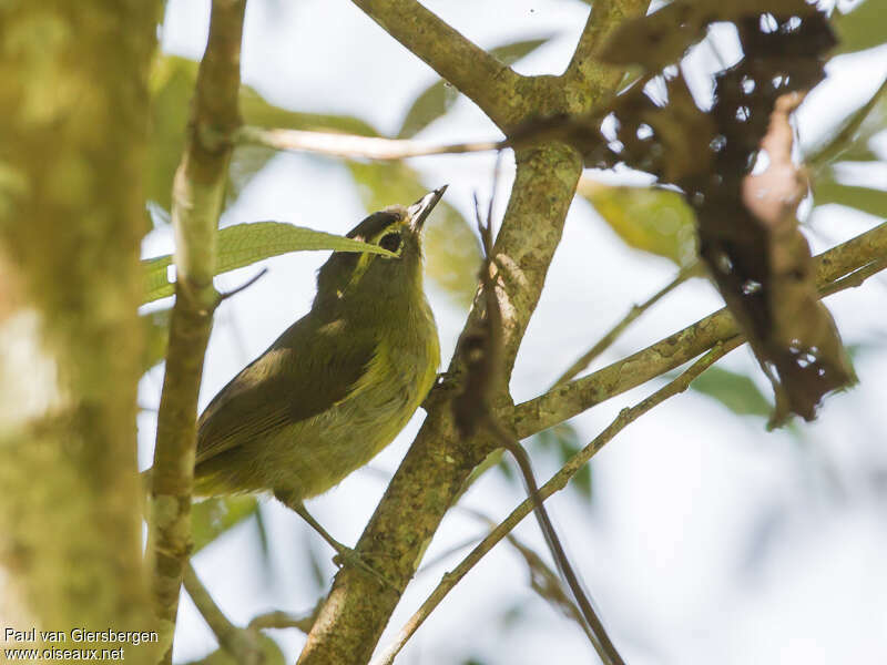 Cream-browed White-eyeadult