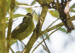 Cream-browed White-eye