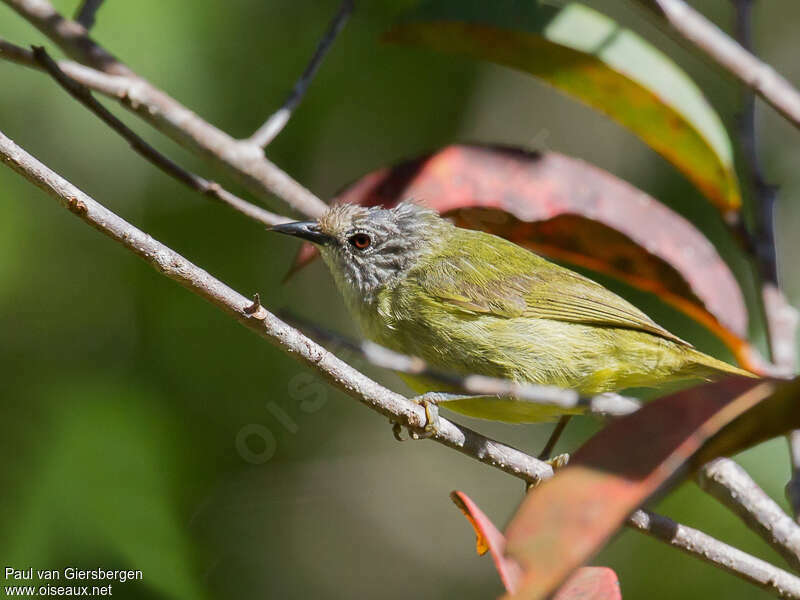 Streak-headed White-eyeadult, identification