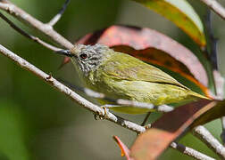 Streak-headed White-eye