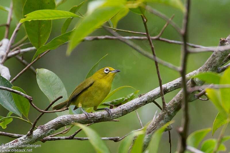 Lemon-bellied White-eyeadult