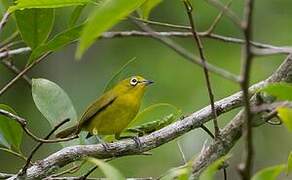 Lemon-bellied White-eye