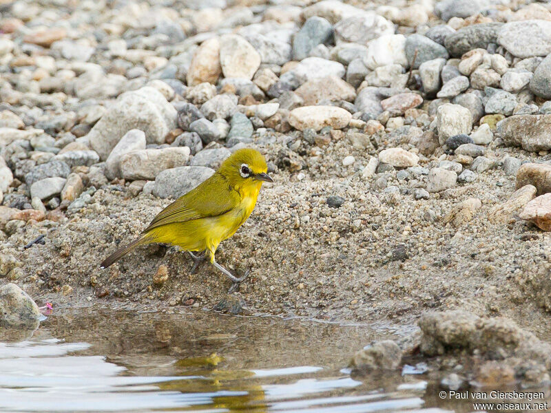 Lemon-bellied White-eye