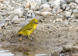 Lemon-bellied White-eye