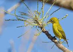 Lemon-bellied White-eye