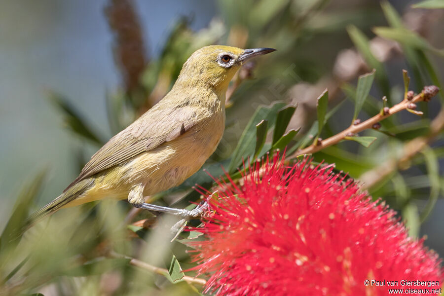 Canary White-eyeimmature