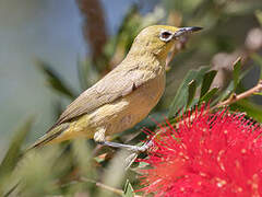 Canary White-eye