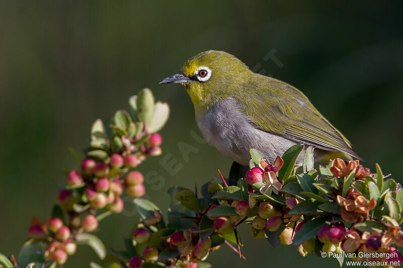 Heuglin's White-eye