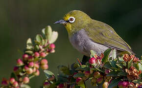 Heuglin's White-eye