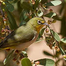 Zostérops d'Abyssinie