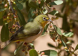 Abyssinian White-eye