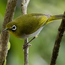 Zostérops d'Everett