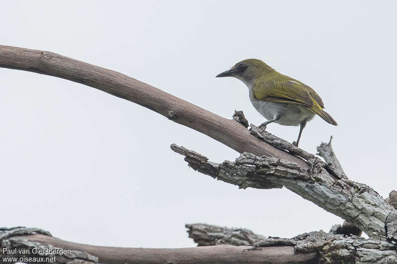 Biak White-eyeadult