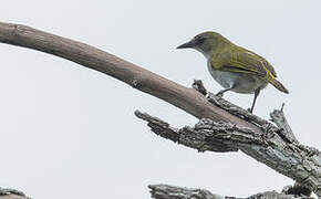 Biak White-eye