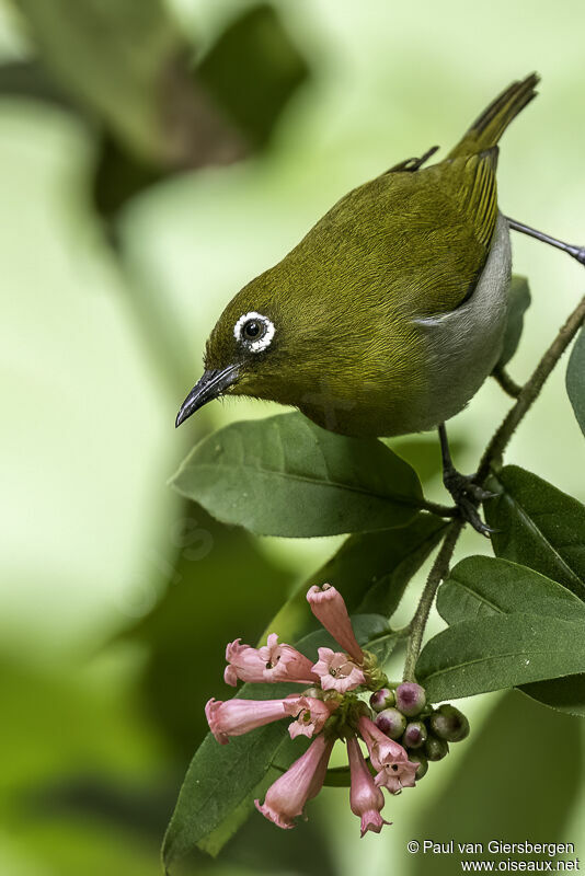 Sri Lanka White-eyeadult