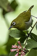 Sri Lanka White-eye