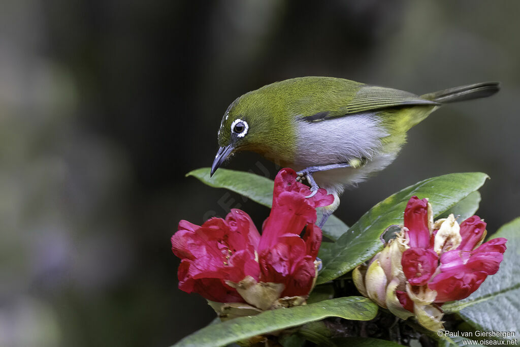 Sri Lanka White-eyeadult