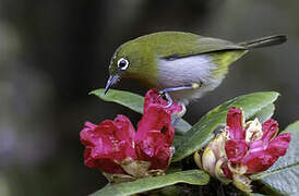 Sri Lanka White-eye