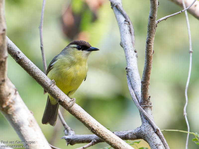 Crested White-eyeadult