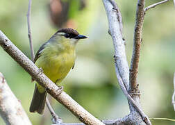 Crested White-eye