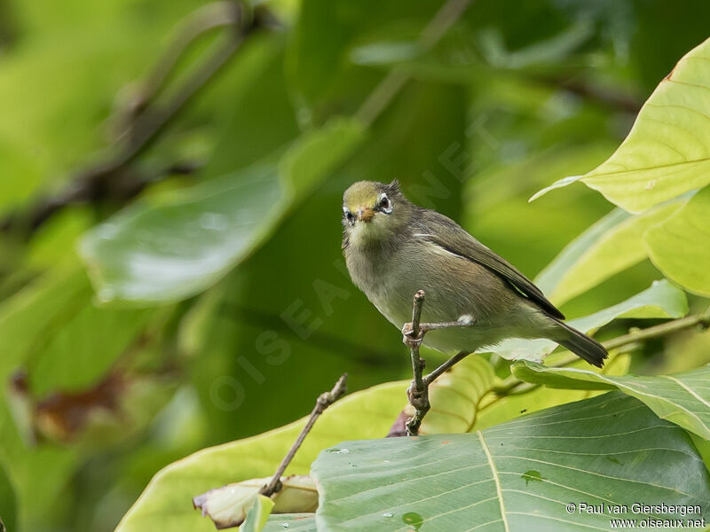 Sao Tome White-eyeadult