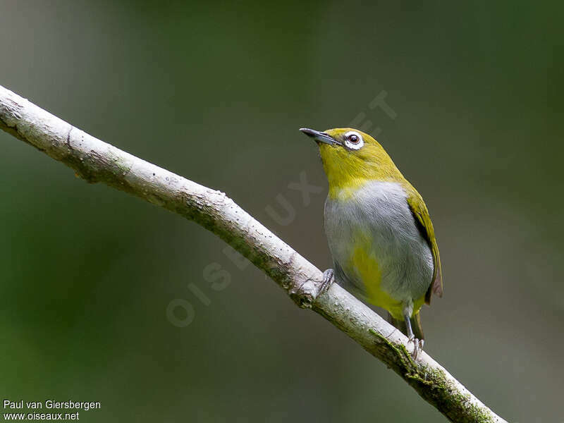 Hume's White-eyeadult