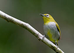 Hume's White-eye