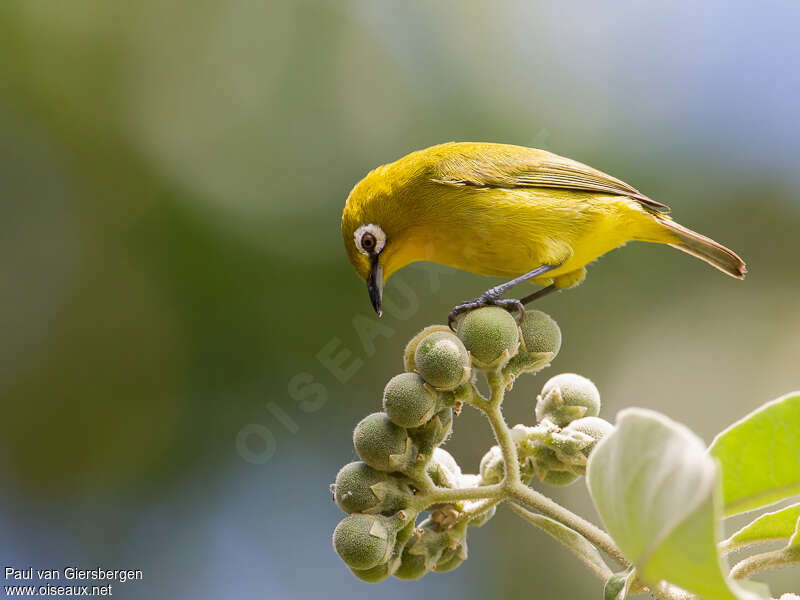 Kirk's White-eyeadult