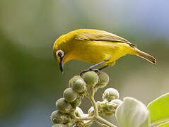 Kirk's White-eye