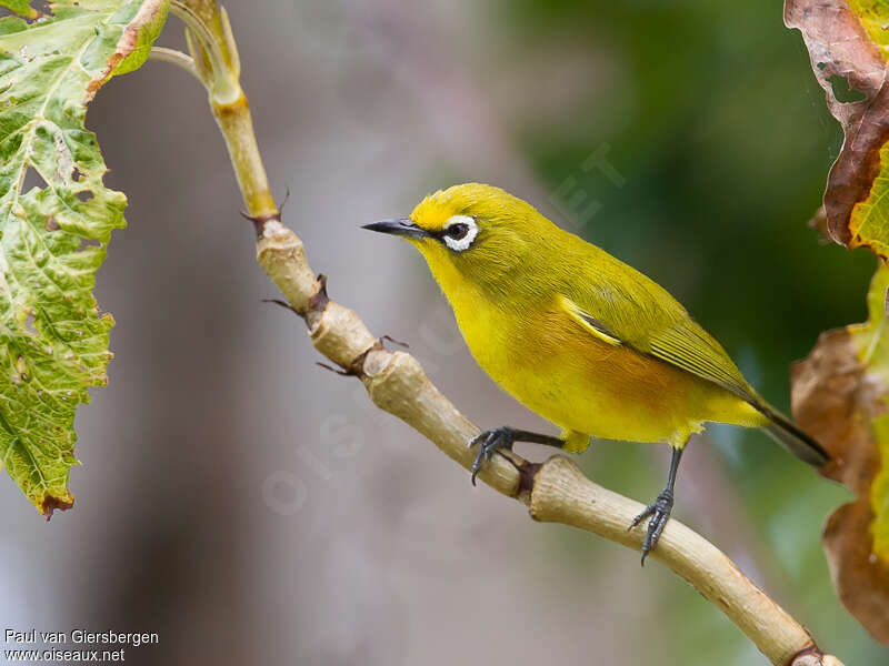 Mayotte White-eyeadult, identification