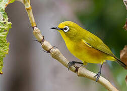 Mayotte White-eye