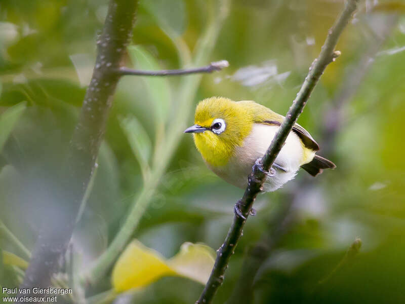 Moheli White-eyeadult