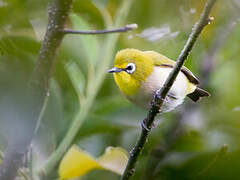 Moheli White-eye